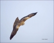Black-eared-Kite;Black-Kite;Kite;Flight;Black-eared-Kite;Milvus-migrans;one-anim